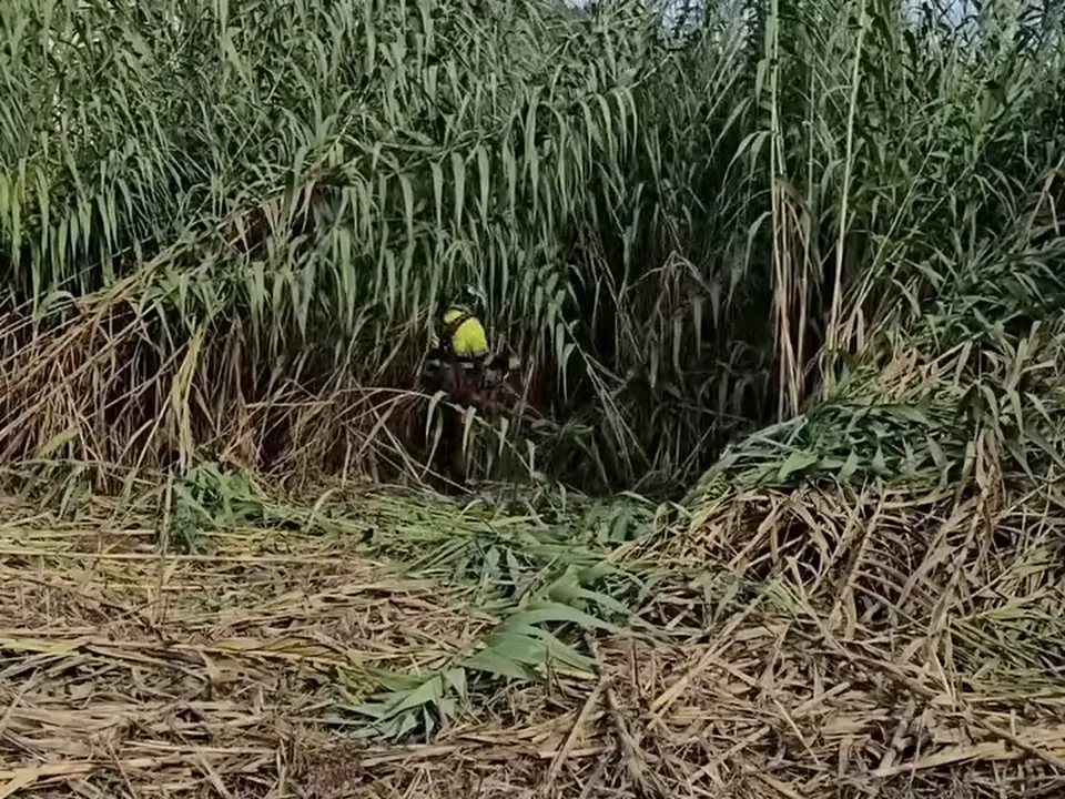 Cañaveral cerrado antes de desbrozar